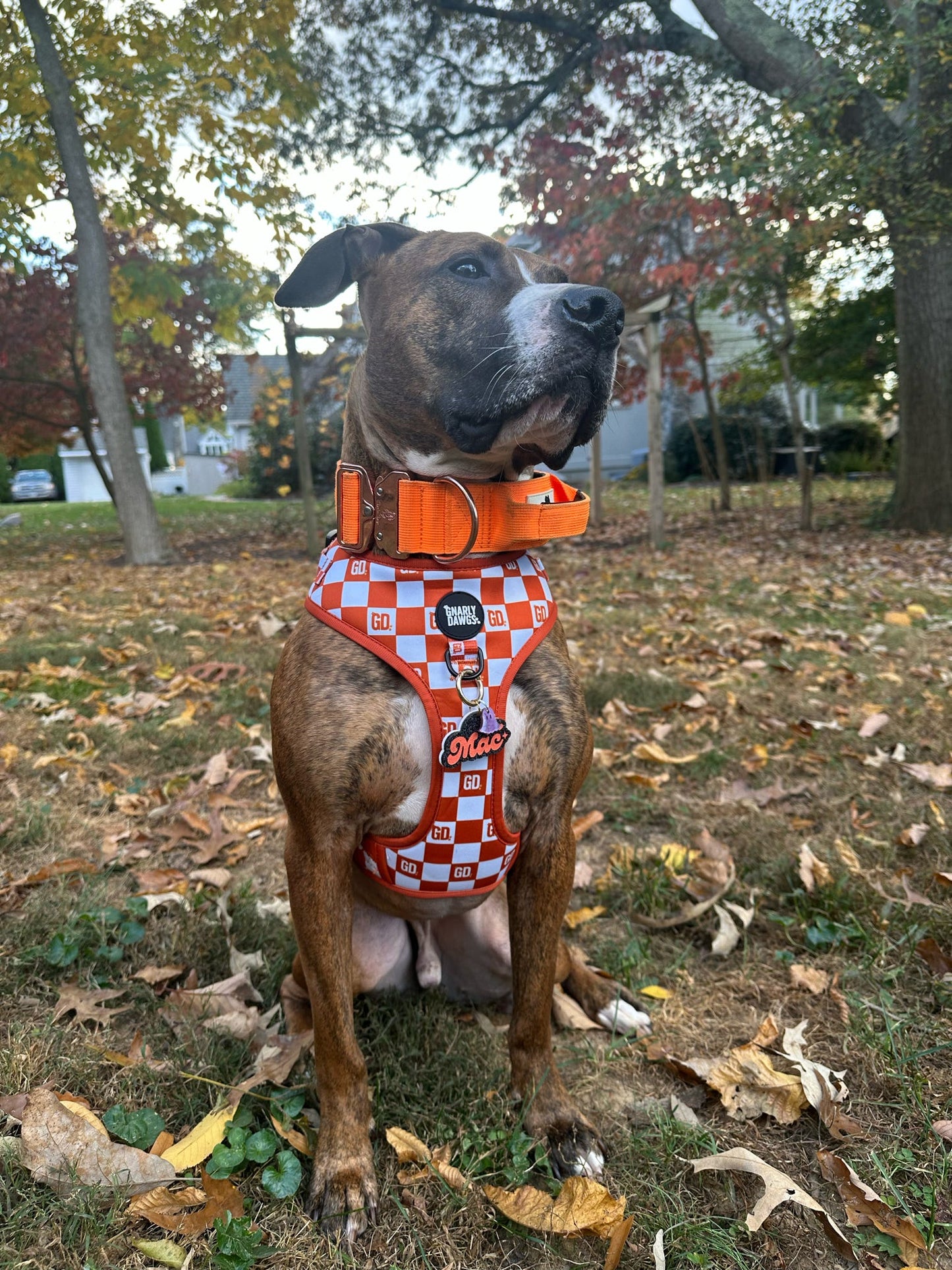 Orange Checkered Harness