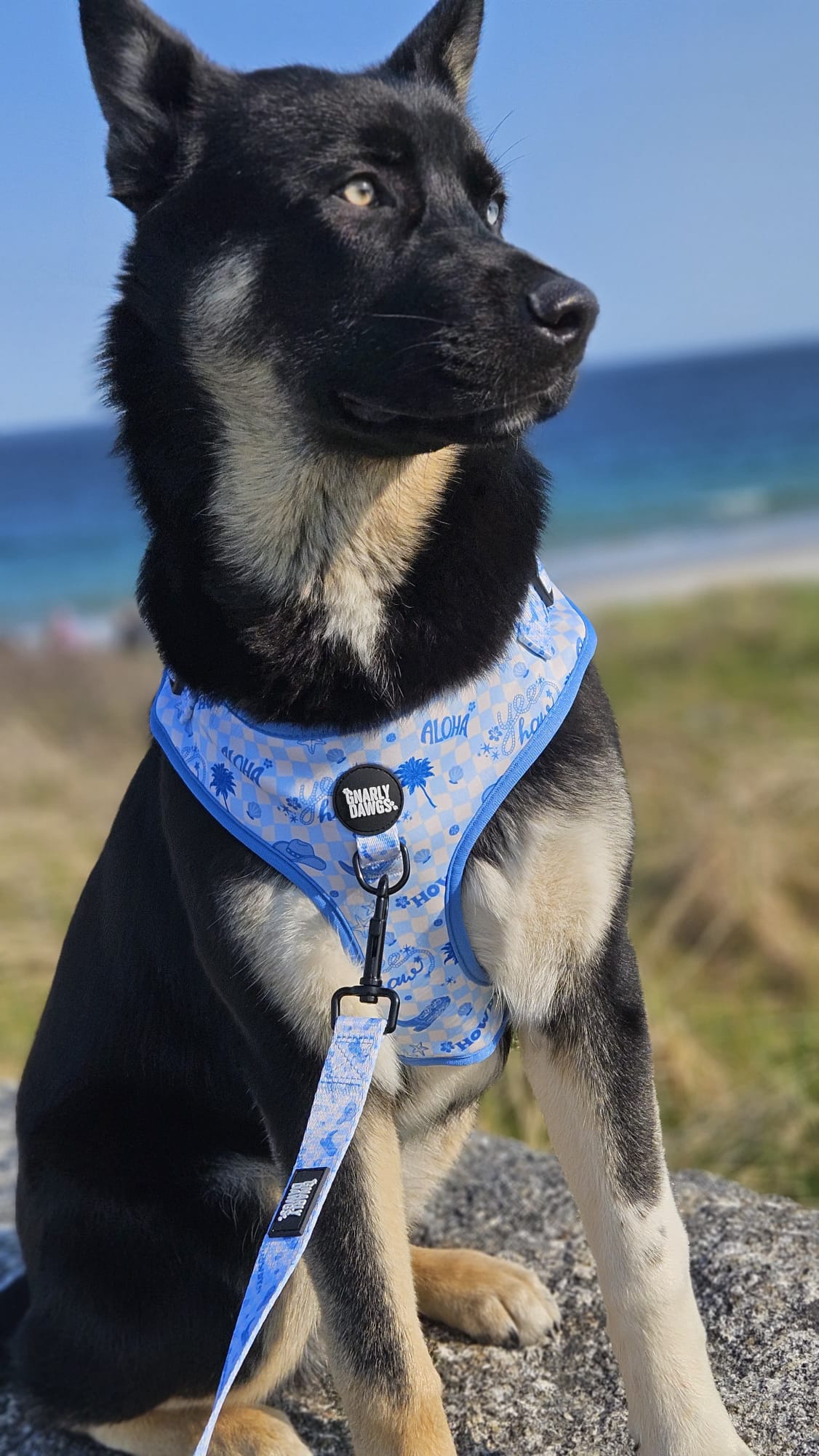 Cowabunga Harness