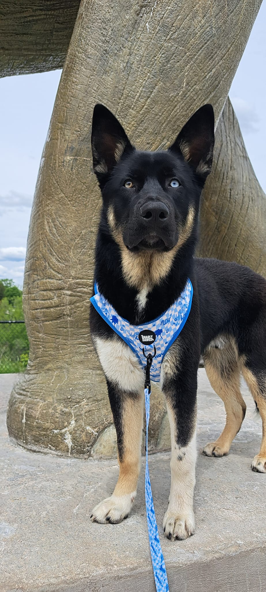 Cowabunga Harness