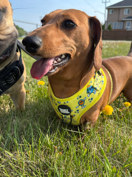 Sunshine & Summertime Harness