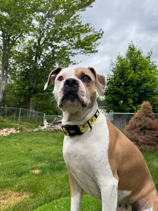 Sunshine & Summertime Collar