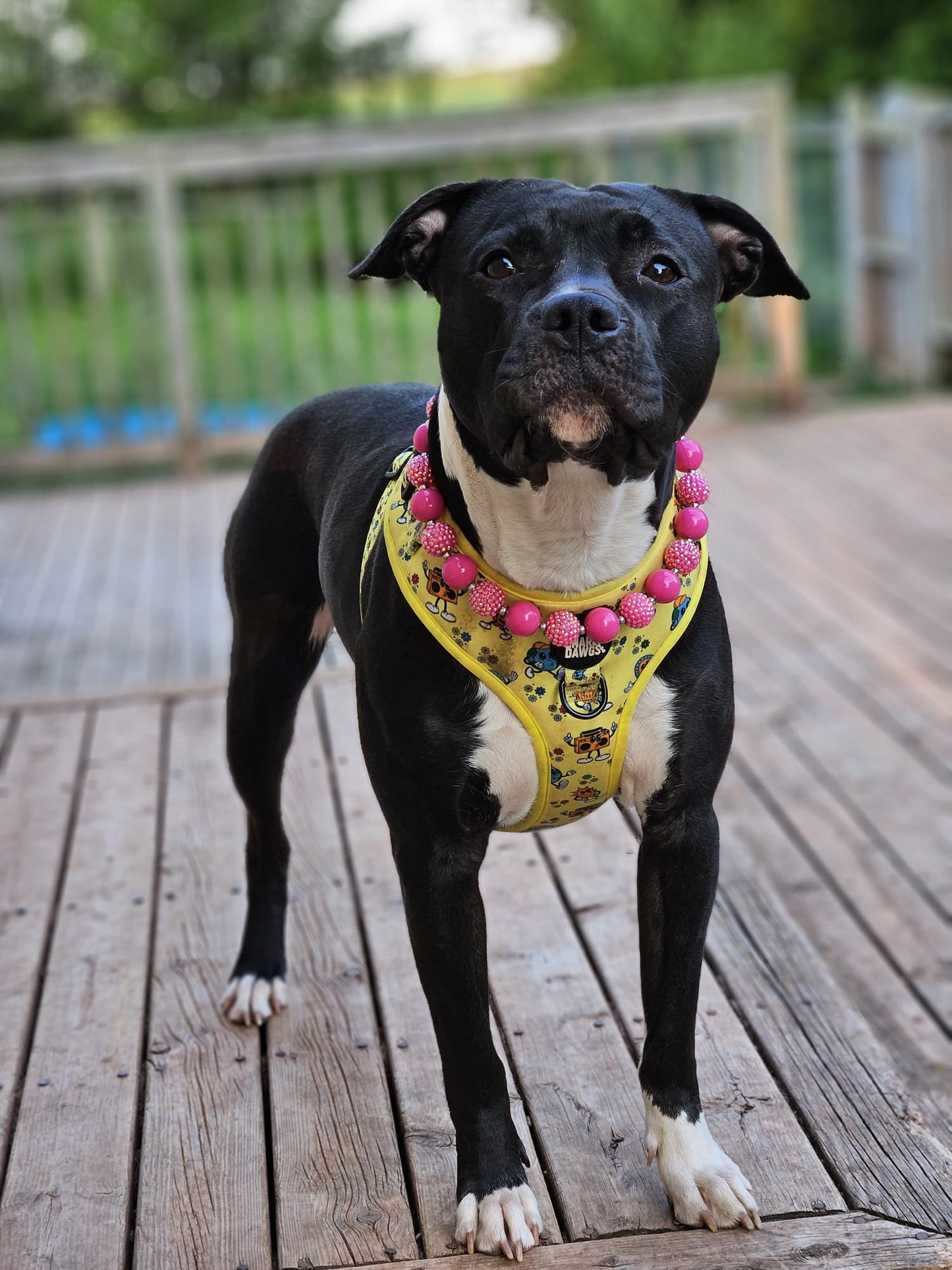 Sunshine & Summertime Harness